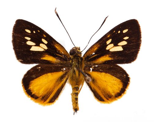 Argemma maesseni male UPS